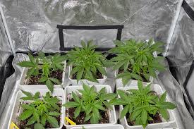 Exploring the Magic of Rainbow Kush Seeds
