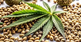 Exploring the Magic of Rainbow Kush Seeds